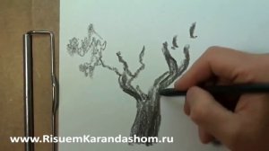 Как нарисовать дерево карандашом поэтапно!