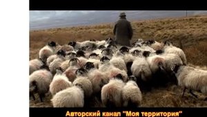 Выборы, бараны хотят пастуха.