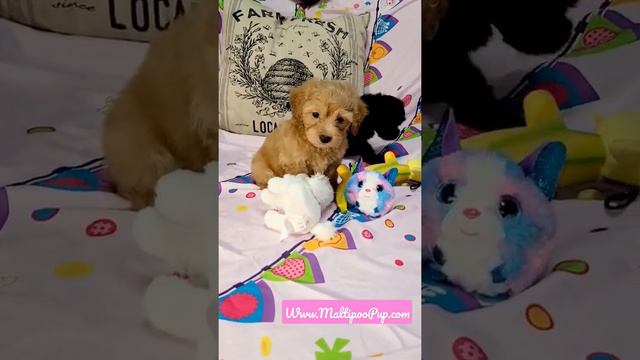 Sweet Maltipoo Babies playing but one doesn't want to share the toys. #maltipoo #puppyplaying смотреть онлайн