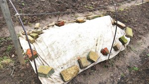 Уникальный способ защиты роз от морозов и оттепелей зимой! Как защитить розы от выпревания зимой?