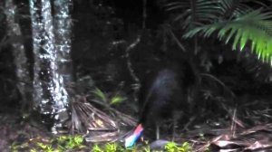 Wild cassowary in the Daintree Forest, Australia