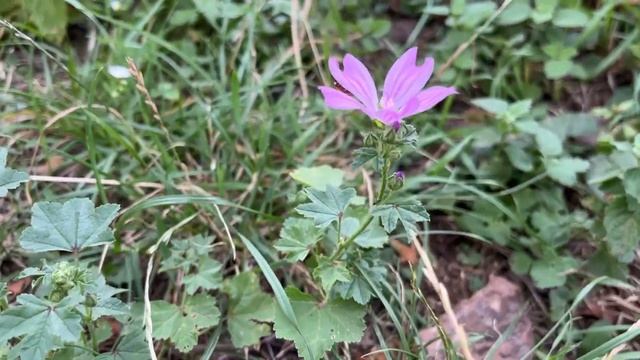 Калачики лісові, мальва лісова, мальва звичайна, зензівер смотреть онлайн