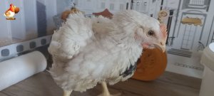 Вес бройлеров Кобб-500 в 5 недель