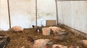 КАК СОДЕРЖАТЬ ПТИЦУ ЗИМОЙ / ЗИМНЕЕ СОДЕРЖАНИЕ ИНДОУТОК , ГУСЕЙ , КУР И ИНДЮКОВ