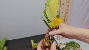 Получила новый сорт замиокулькаса вариегатного.