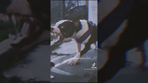 Эдит Добермана и ваших любимых пород собак ???.