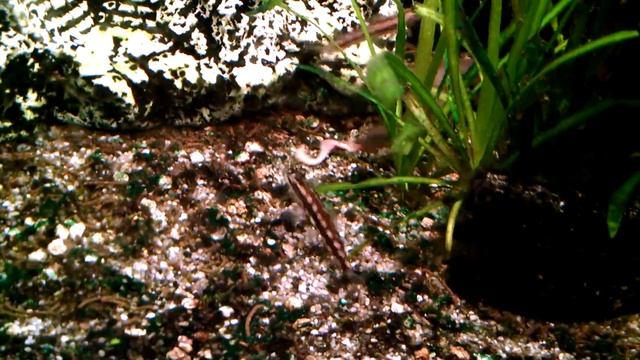 Fish eating worm in castel смотреть онлайн