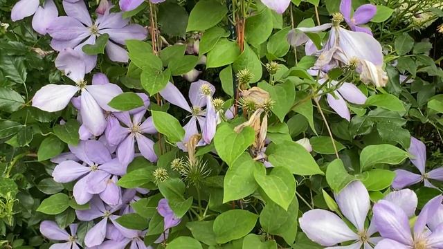 САД С ВЕСНЫ ДО ОСЕНИ .Часть 2. РОСКОШНЫЕ РОЗЫ. АЖУРНЫЕ КЛЕМАТИСЫ. САД В ИЮНЕ . смотреть онлайн