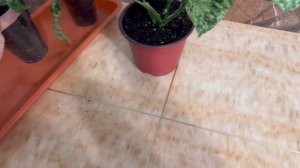 Сингониум Мотлед/Мохито