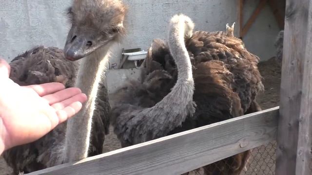 Страус контактный зоопарк Чем кормить страуса Омский страус бежит рядом с Настей. смотреть онлайн