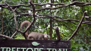 Лупоглазый зверек смешно жует вкусняшку. Зоопарк Сингапура (Singapore Zoo)