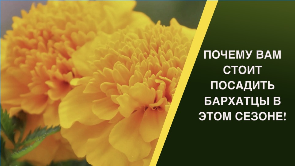 ПРИШЛО ВРЕМЯ ВЕРНУТЬ БАРХАТЦЫ В НАШИ САДЫ! РАССКАЗЫВАЕМ ПОЧЕМУ смотреть онлайн