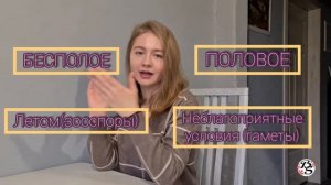 РАЗМНОЖЕНИЕ ВОДОРОСЛЕЙ||РАЗМНОЖЕНИЕ ХЛАМИДОМОНАДЫ