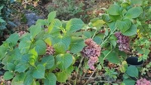 Укрытие крупнолистной гортензии на зиму, осенью, а надо?