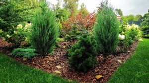 Прощай лето! Редкие хвойные! Завершающая летняя прогулка Новинки хвойных растений! 29.08.23г