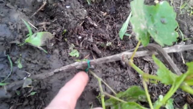 Виноград АГАТ ДОНСКОЙ поэтапное развитие куста (3 часть) смотреть онлайн