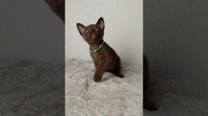 Котенок бурмы соболь, 2 месяца.1.05.23г.