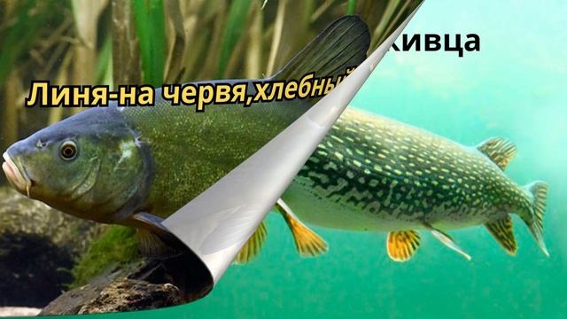 Календарь рыболова на Июль 2023