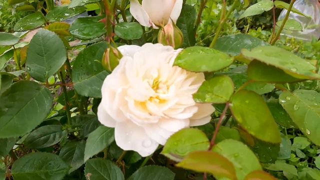 Дождалась первенца. Начало цветения роз 2022 года смотреть онлайн