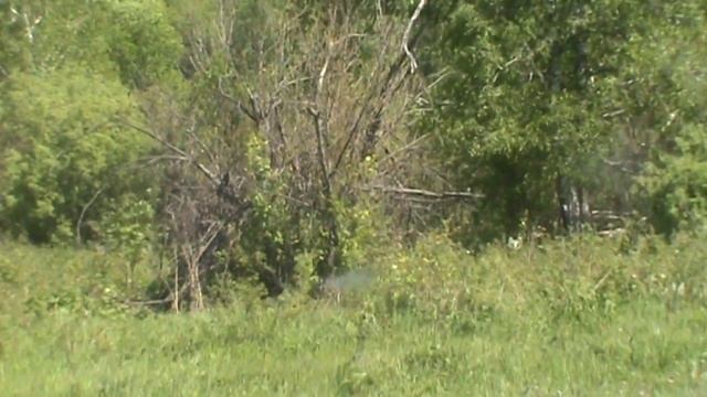 ремонт забора, черемша. смотреть онлайн