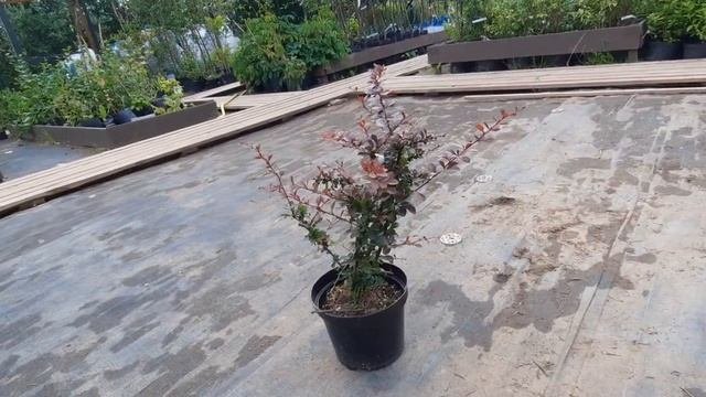 Барбарис тунберга Атропурпуреа (Atropurpurea)