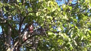 Дерево с "Грецкими"  орехами