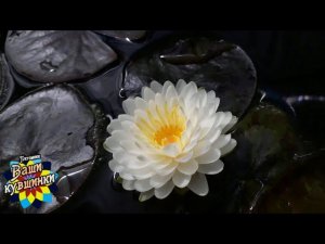 Нимфея Mali (Мали) кувшинка, waterlily, водные растения, пруд