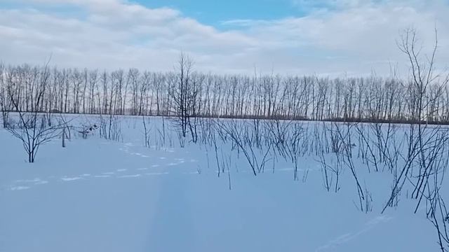 Выжлёнок гоняет русака. смотреть онлайн