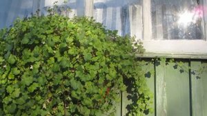 Какие семена купить? Знакомьтесь ЦИМБАЛЯРИЯ!