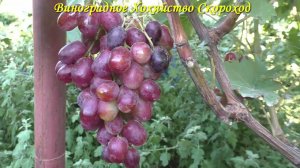 Виноград 2022. Виконт