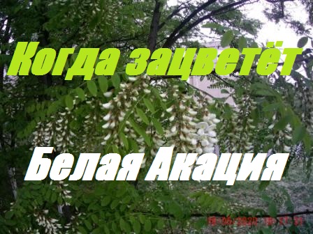 +33 в тени.Зацвела Белая Акация.Ставим 4 корпуса на опережение?Максимум мёда Белой акации. смотреть онлайн