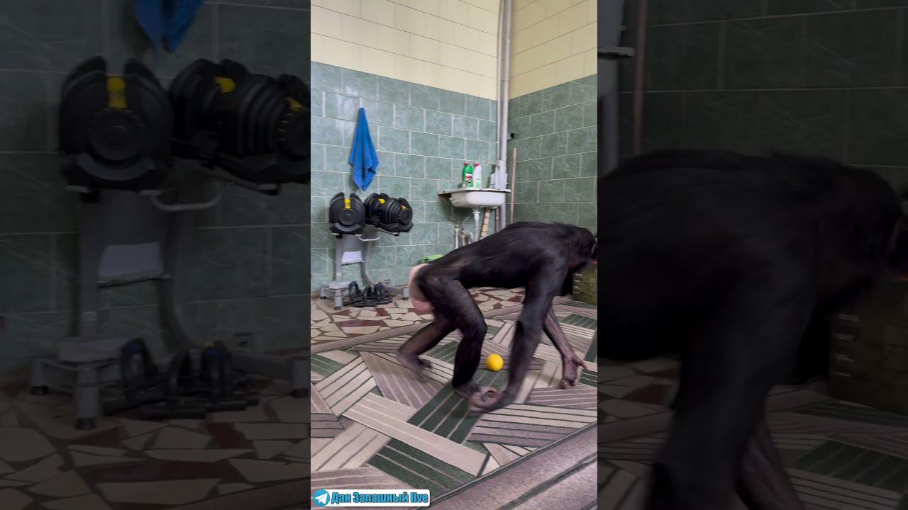 ШИМПАНЗЕ Боня научилась жонглировать! Цезарь из Планеты обезьян отдыхает! смотреть онлайн