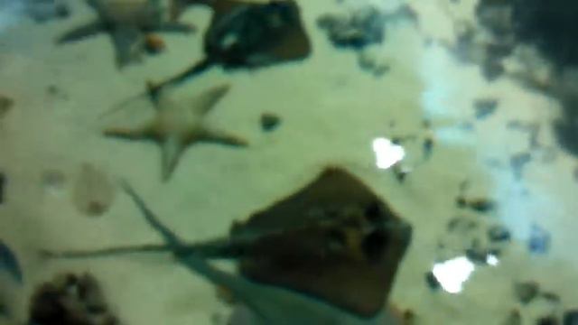 Океанариум в РИО на Дмитровке смотреть онлайн