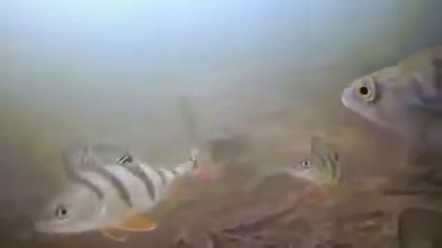 Реакция окуня на блесну Подводная съемка смотреть онлайн