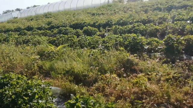 Обзор клубники перед сбором. смотреть онлайн