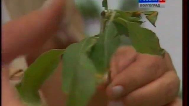 Удобрения и подкормка овощных и плодовых культур.