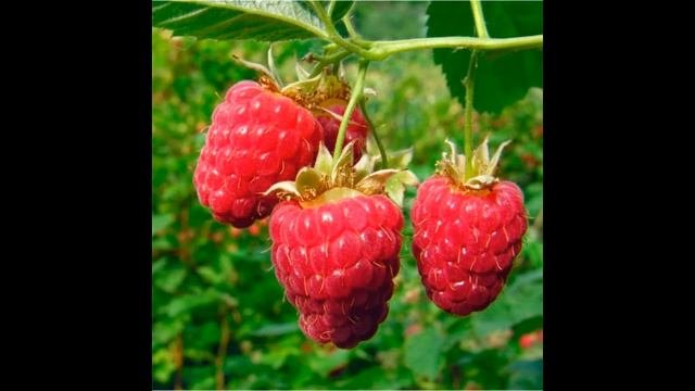 Занятие по ознакомлению с окружающим миром 