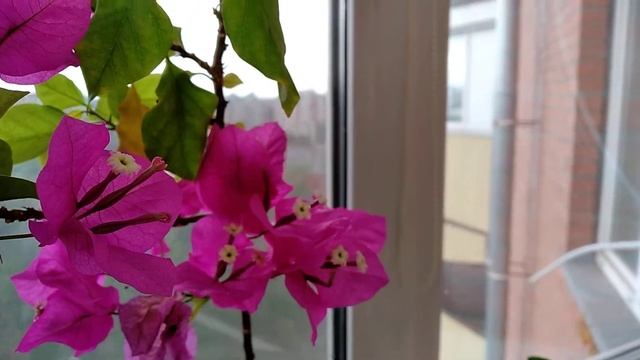 Цветение Бугенвиллии махровой и Веры Дип смотреть онлайн