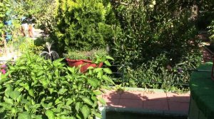 Июль 2024 года. Волгоград. Уход за лилиями после цветения