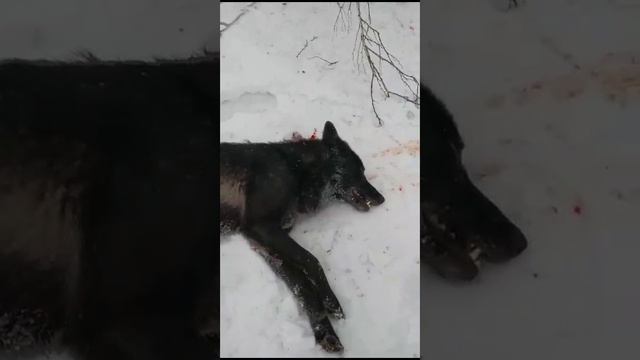 Охота на волка смотреть онлайн