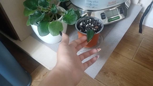 Обзор комнатных растений .Моя декоративно-лиственная коллекция смотреть онлайн