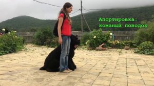 Русский черный терьер, 16 месяцев.