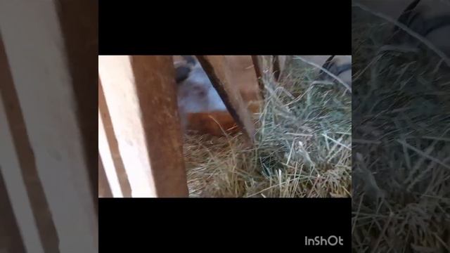 Решили не продавать Бемби. У козы после родов кетоз смотреть онлайн