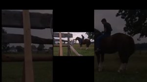 цыганские лошади