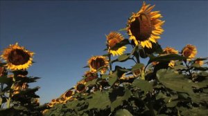 A half-million sunflowers in full bloom [Delaware Online News Video]