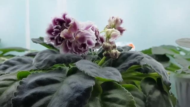 Подсветка для бурного цветения фиалок! смотреть онлайн