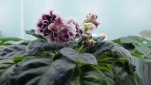 Подсветка для бурного цветения фиалок!