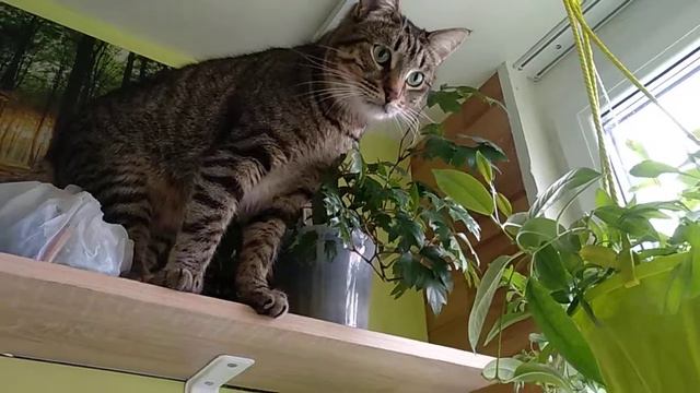 Кот Лютик любит прятаться в цветах, есть их и забираться повыше))) смотреть онлайн