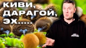 Вот тебе Qiwi, и мечтай о чем-нибудь высоком! | Деньги 24