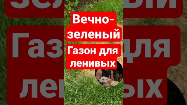 ???вечно-зелёный газон без полива и стрижки , практически#газон #дача #фомин #shorts